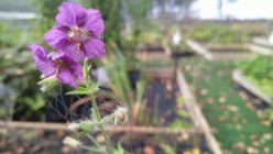 Geranium phaeum Censation  'Kora' Tõmmu kurereha